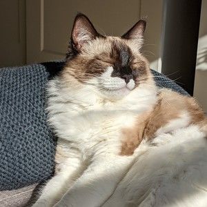 Meet your Posher, Sam